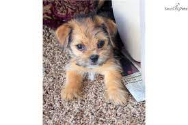 Sold Loving Home In Lincoln Nebraska Yorkie Mix Safe Dog Toys Yorkie