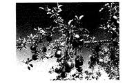 Jp4130741b2 リンゴ葉摘み省力化方法 Google Patents