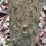 Image result for Glyphaea