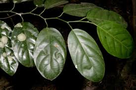 Image result for Strombosia