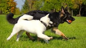 It's also free to list your available puppies and litters on our site. Colors Of A German Shepherd Updated 2021 German Shepherd Country