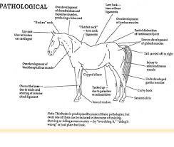 Horse Physiological Problem Chart