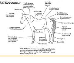 horse physiological problem chart