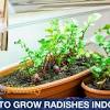 Radish seeds share their texture and model with berry seeds, which can cause confusion between players. 1