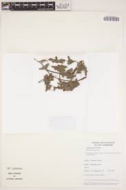 Image result for Brachystegia glaucescens