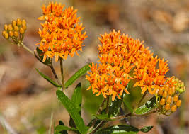 Image result for Asclepias graminifolia