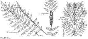 Image result for Osmundaceae