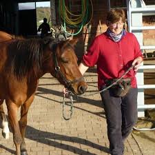 Common horses (realistic), fantasy horses, exclusive horses and constellation horses. Come Help With Our Horses And In The Garden In Hessen Germany