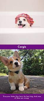 There Is No Faith Which Has Never Yet Been Broken Except That Of A Truly Faithful Dog Pembroke Welsh C Corgi Cuteness Overload Animals Pembroke Welsh Corgi