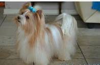 Adorable Biewer Yorkie with Blue Bow