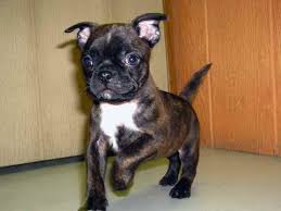 Питомник premjer boston питомник moskovskiy sharm boston самые лучшие щеночки ждут своих хозяев. Boston Terrier Pug Mix Puppies For Sale Petsidi