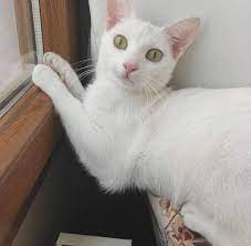 kayip kedi kiki ilani 6389 goren duyan