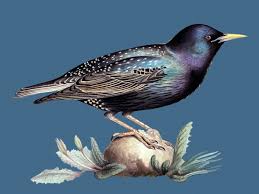 When you are done it will be very easy to set up another starling project and you'll be able to reuse the. How Do You Bond With Mozart Adopt A Starling Deceptive Cadence Npr