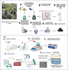 Image result for Discopodium penninervium