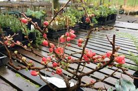 I know it looks an awful lot like an apple but take my we had some sort of dwarf quince plants in a texas house. Chaenomeles X Superba Texas Scarlet Chaenomeles Texas Scarlet Chaenomeles Speciosa Texas Scarlet Texas Scarlet Flowering Quince Plant Lust