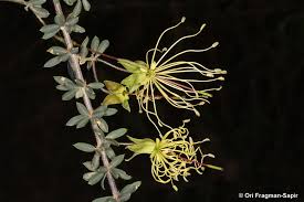 Image result for Maerua bussei