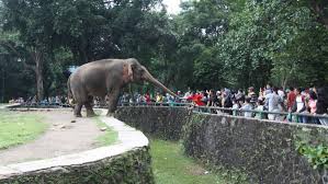 Jul 04, 2021 · kebun binatang san diego tetap 'buka', namun pengunjung bisa menikmati dan belajar mengenai satwa di dalamnya secara virtual atau online. Sejarah Kebun Binatang Pertama Di Indonesia