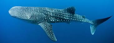 Características físicas del tiburón ballena. Tiburon Ballena Nuestra Esperanza Blog De Cedo