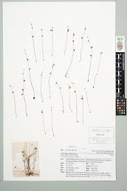 Image result for Utricularia arenaria