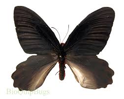 Image result for Arthropteris anniana