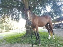 Day at cactus jack were typically slow paced and somber. Chulo Is A 25 Yr Old Argentine Cactus Jack S Trail Rides Facebook