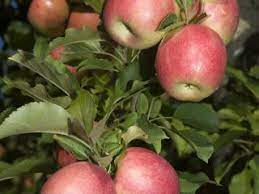 Best fruit trees for seattle author: Growing Healthy Fruit Trees Agriculture And Food