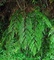 Image result for Cyathea mildbraedii