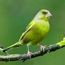 Birds With Red Heads Uk Greenfinch Greenfinch Pet Birds Bird
