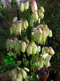 Kalanchoe Pinnata In Flower Planting Succulents Succulent Gardening Planting Flowers