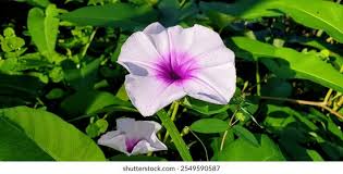 Image result for Ipomoea aquatica