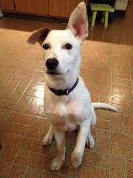 At one stage, his ear stayed up for 3 weeks and then went down. Blue With His Signature Classic One Ear Up One Ear Down Look So Stylish Mixed Breed Rescue Dogs Breeds