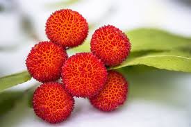 With its twisted, glossy reddish trunks, pretty fruit, and perky little flowers, this strawberry tree is sure to fit nicely into many garden situations and conditions. Let S Discover The Strawberry Tree Autumn Fruit With Many Properties