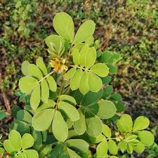 Image result for Cynanchum praecox