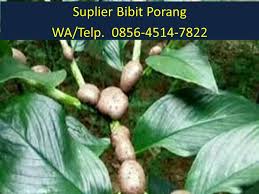 Petani milenial lapin porang jambi длительность: Jual Bibit Porang Bogor Wa 0856 4514 7822 Termudah Jual Bibit Porang Malang Wa 0856 4514 7822 Promo