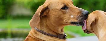 Treating puppy rejection in a mother dog. Why Do Dogs Lick Their Puppies Wag