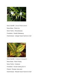 Nama saintifik bunga orkid ini ialah paphiopedilum rothschildianum, nama lain orkid ini ialah 'slipper orchid' atau orkid selipar( tak glamour langsung namanya). Pokok Bunga