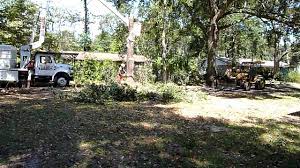 Maybe you would like to learn more about one of these? Cherry Tree Removal Crickets Tree Service Part 1 Youtube