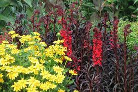 Lobelia Cardinalis Queen Victoria Cardinal Flower Cardinal Flower Architectural Plants Herbaceous Border