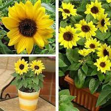 Gambar bunga matahari mini, mungkin beberapa berpikiran kalau bunga matahari itu selalu tinggi. Biji Benih Bunga Matahari Mini Yellow Mini Sunflower Shopee Indonesia
