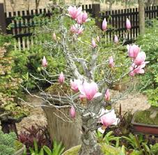 Magnolie Als Zimmerpflanze Halten Warum Ist Das Keine Gute Idee