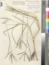 Image result for Eleusine africana