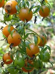 Image result for Pereskia aculeata