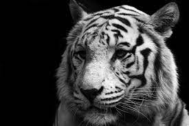 Libros tigre blanco gratis es uno de los libros de ccc revisados aquí. Blanco Tigre Blanco Tigre Gato Predator Wallpaper Tigres Blancos Tigres Imagenes De Tigres