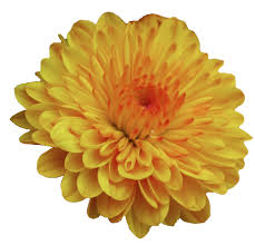 An Entry From Transparent Flowers Powered By Tumblr Com Transparent Flowers Flowers Tumblr Flower