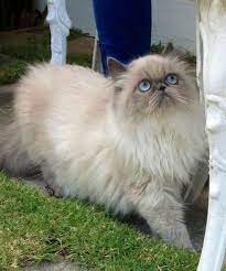 Pin On Persian Cats