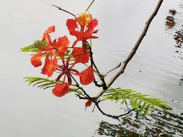 Image result for Fabaceae subfamily Caesalpinioideae