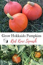 Red Kuri Squash Hokkaido Pumpkin Family Food Garden Food Garden Growing Pumpkins Red Kuri Squash