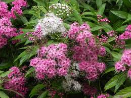 Learn how to amend clay soil and what plants to plant for clay soil. Looking For The Best Shrubs To Grow On Clay Soils Here Are Out Top Recommendations For The Best Shrubs Clay Soil Plants Fall Landscaping Flower Garden Plants