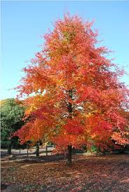 Image result for Nyssa sylvatica