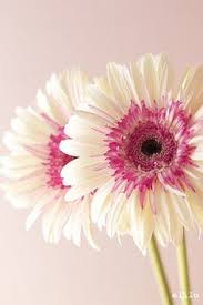 See the almanac's complete list of flower meanings and learning the special symbolism of flowers became a popular pastime during the 1800s. 12 Pink Sunflowers Ideas Pink Sunflowers Beautiful Flowers Flowers